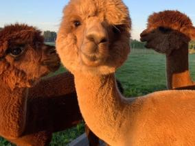 Wortgottesdienst "Letzter Boxenstopp vor den Ferien in Kaunitz"